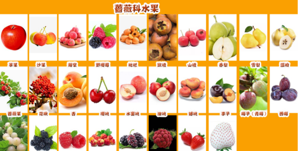 水果名称大全500种,常见水果名称图3