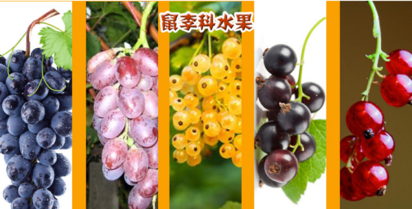 水果名称大全500种,常见水果名称图7